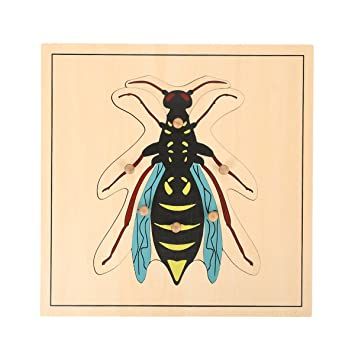 Wasp puzzle
