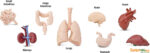 Toob - Human Organs
